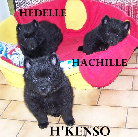 les schipperkes